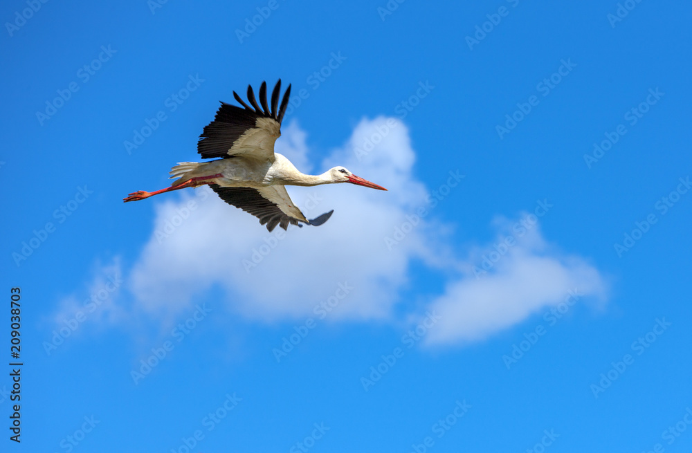 Naklejka premium Flying stork on a background of blue sky summer day