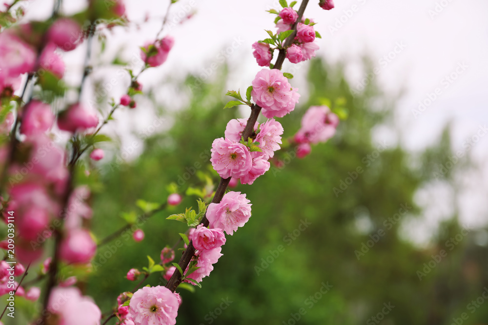 Beautiful blossoming branches outdoors Beautiful blossoming branches outdoors