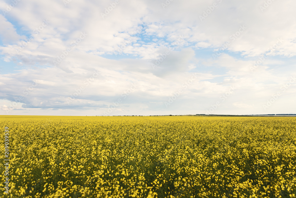 beautiful summer landscape, yellow field, white clouds