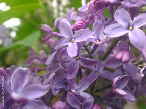Flowers of lilac