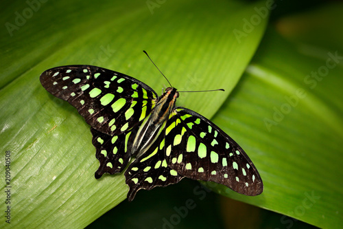 Tailed jay, Graphium agamemnon, sitting on leaves. Insect in the dark tropical forest, nature habitat. Green butterfly on green leaves.