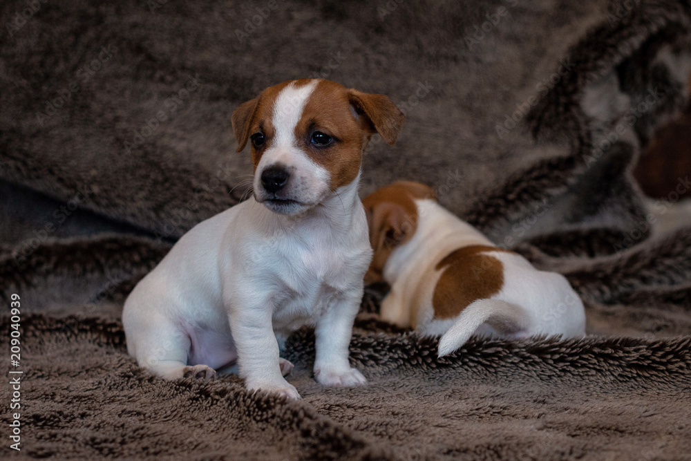 Jack Russell puppy sitting on a brown blanket.