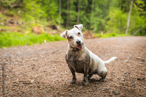 Obraz na płótnie Dirty Jack Russel Terrier have a fun in the forest w salonie