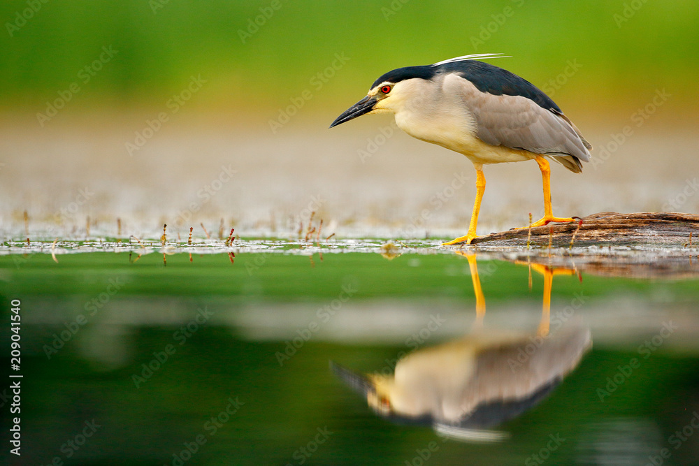 Fototapeta premium Night heron, Nycticorax nycticorax, grey water bird sitting by the water, animal in the nature habitat, Romania, Europe. Heron with mirror in the water.