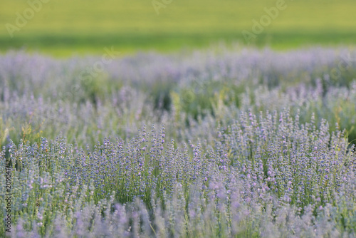 Lavender Flowers Field