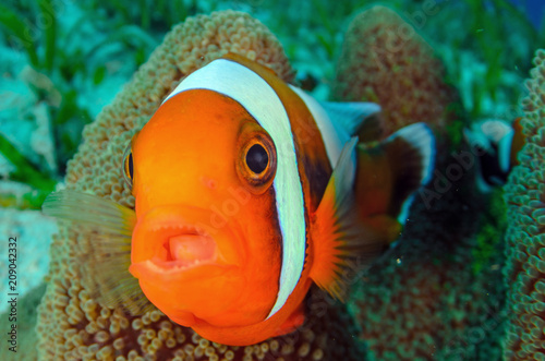 Slika na platnu Clownfish
