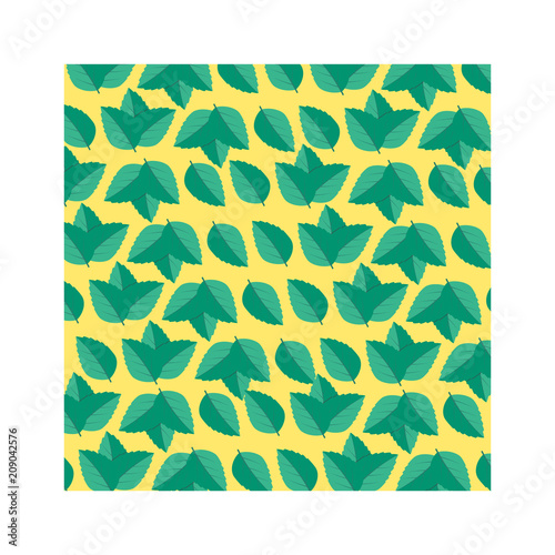 Mint leaf vector illustration. Leaf herbal spearmint plant
