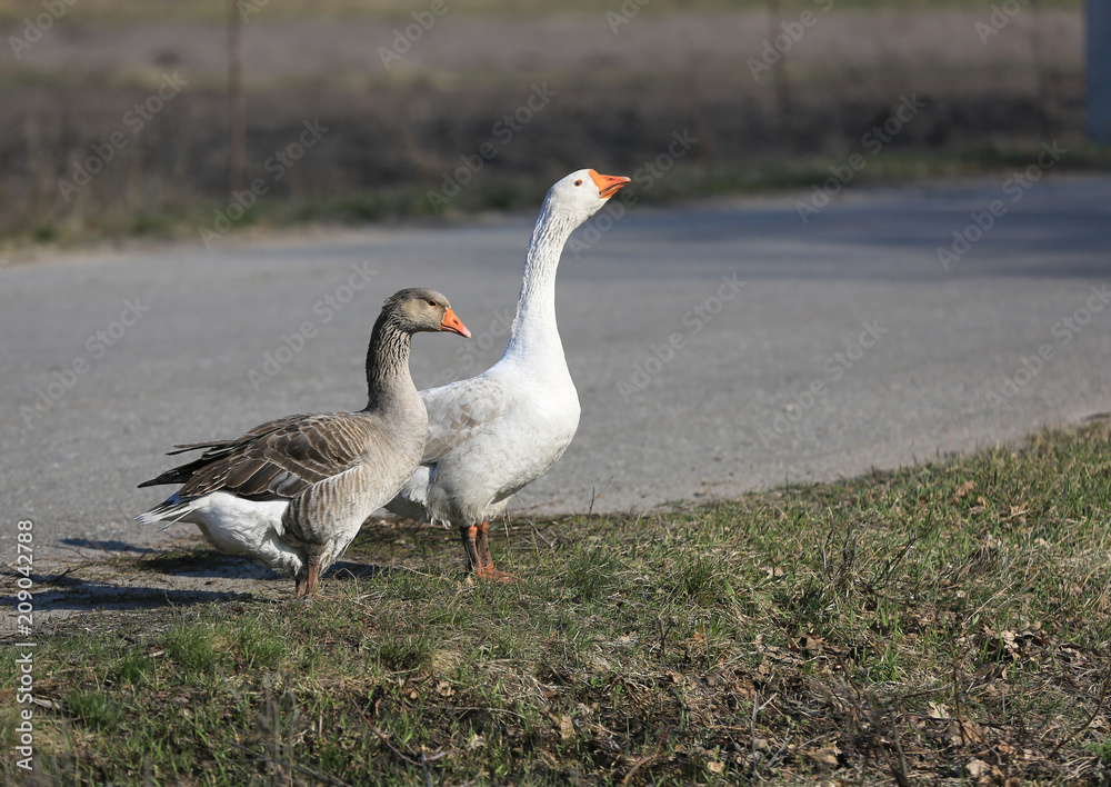 two gooses on meadow two gooses on meadow