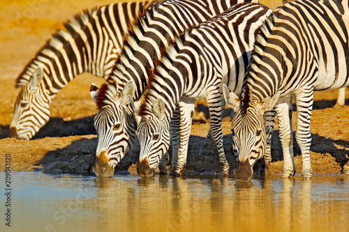 Animals drinking water.  Plains zebra  Equus quagga  in the grassy nature habitat  evening light  Hwange National Park Zimbabwe. Wildlife scene from African nature. Hot summer day in Africa.