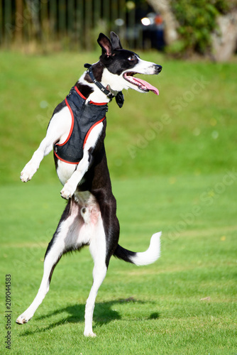 Black   white dog  catching a tennis ball in the park