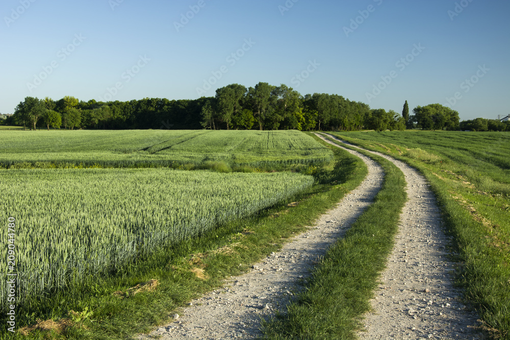 Long road through green fields to the forest
