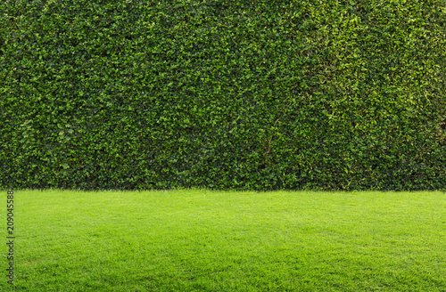 Green grass and hedge