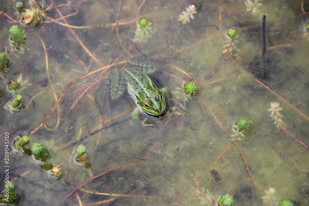 Grenouille StockFoto Adobe Stock