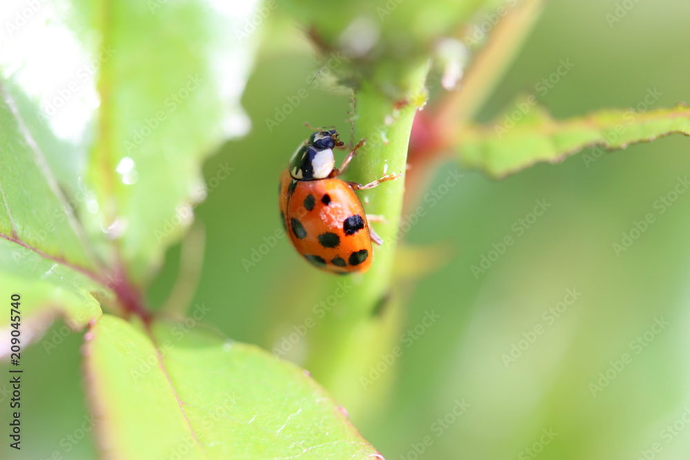 Fototapeta premium insecte