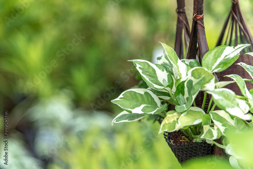 Epipremnum aureum (Linden & André) G. S. Bunting photo