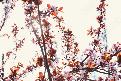 Branches of beautiful blossoming tree outdoors