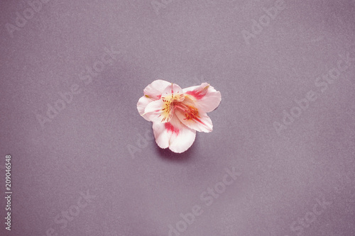 White and pink lily on a grey background. © Igor