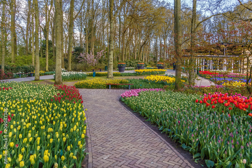 Flowerbed in Keukenhof garden, Nederlands