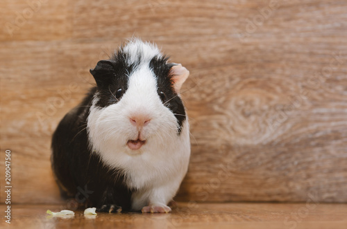 Little guinea pig eating cabbage leaf.