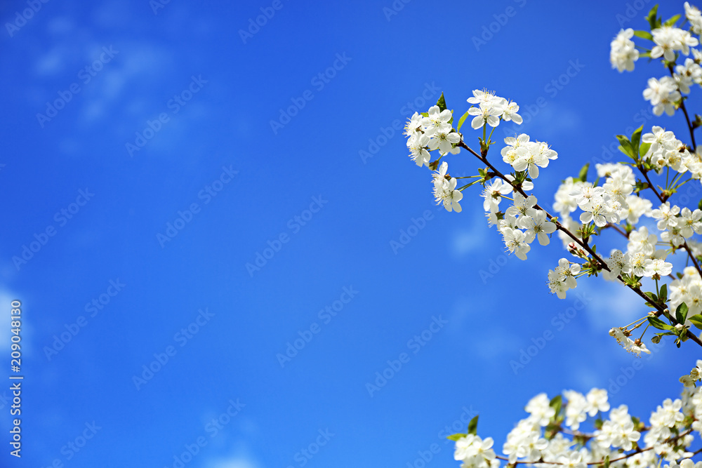 Beautiful blossoming tree branches against blue sky Beautiful blossoming tree branches against blue sky