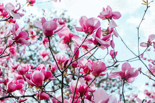 Pink magnolia flower blossom background with beautiful blurred bokeh effect.