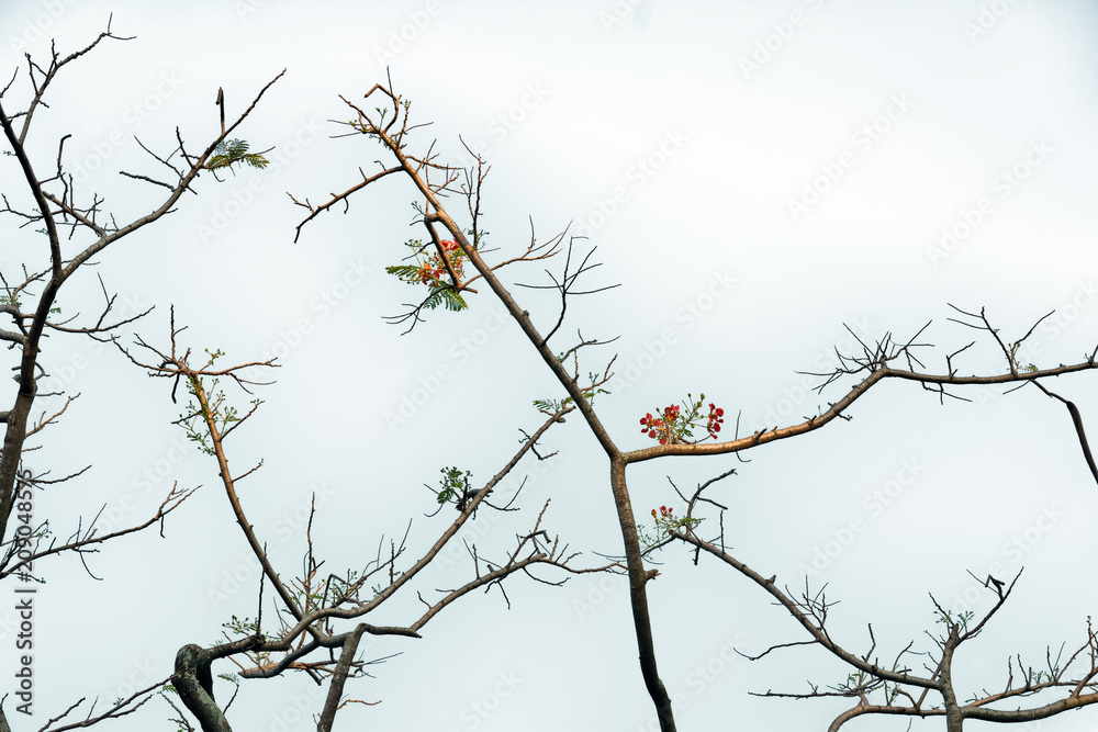 Branches with flower and leaves on white sky background Branches with flower and leaves on white sky background