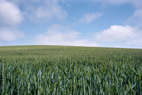Spring Wheat Field and Blue Sky, North East England