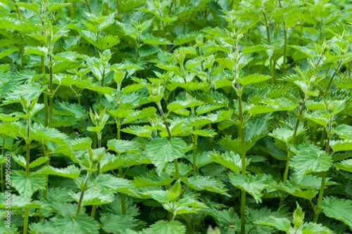 Mint Herb Plants