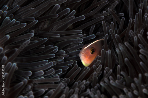 Clownfish photo