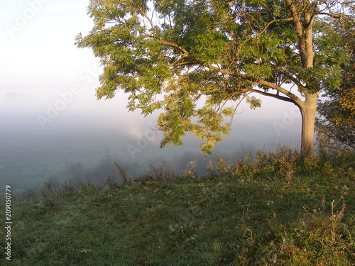 Summer landscape with tree