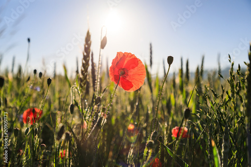 Fototapeta Naklejka Na Ścianę i Meble -  Poppy flower on a wheat field in the sunlight