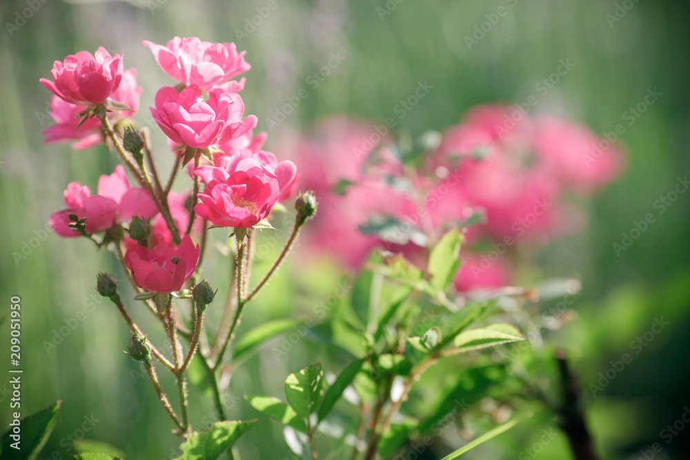 Fototapeta premium pink roses in spring in the garden