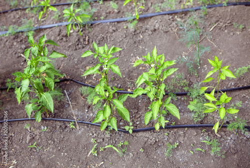 Peppers in a garden with irrigation system