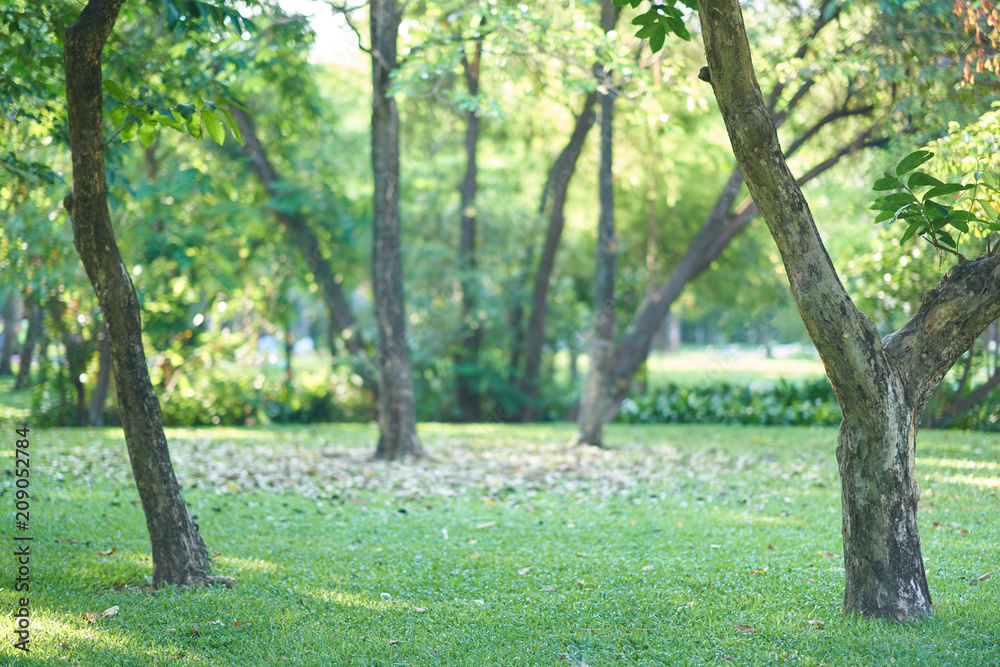 Trees on grass in park on blur background view Trees on grass in park on blur background view