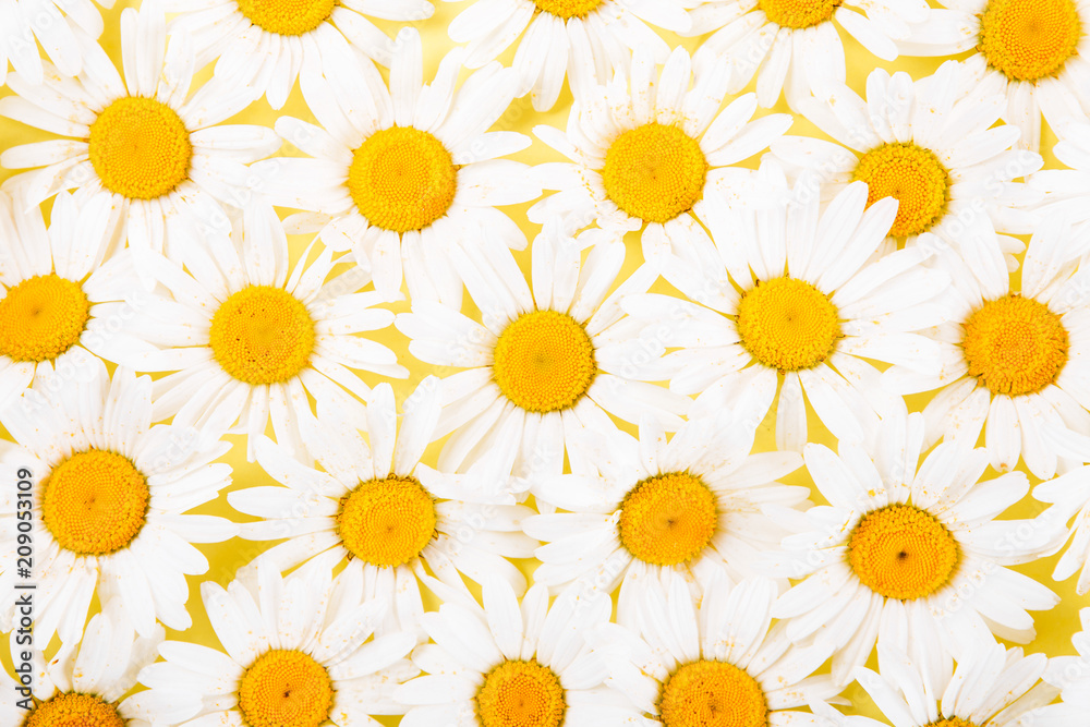 Layout of daisies on a yellow background. The concept of summer. Layout of daisies on a yellow background. The concept of summer.