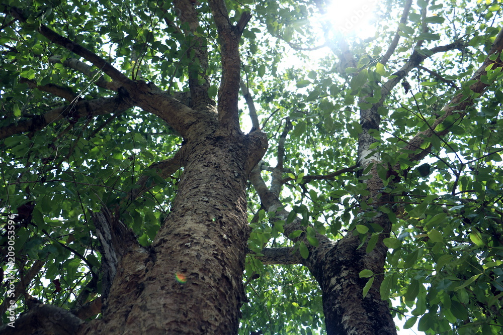 Big tree under the sun. Green leaf nature background. leaf texture, green leaf,leaf tree.Photo concept background and nature . Big tree under the sun. Green leaf nature background. leaf texture, green leaf,leaf tree.Photo concept background and nature .