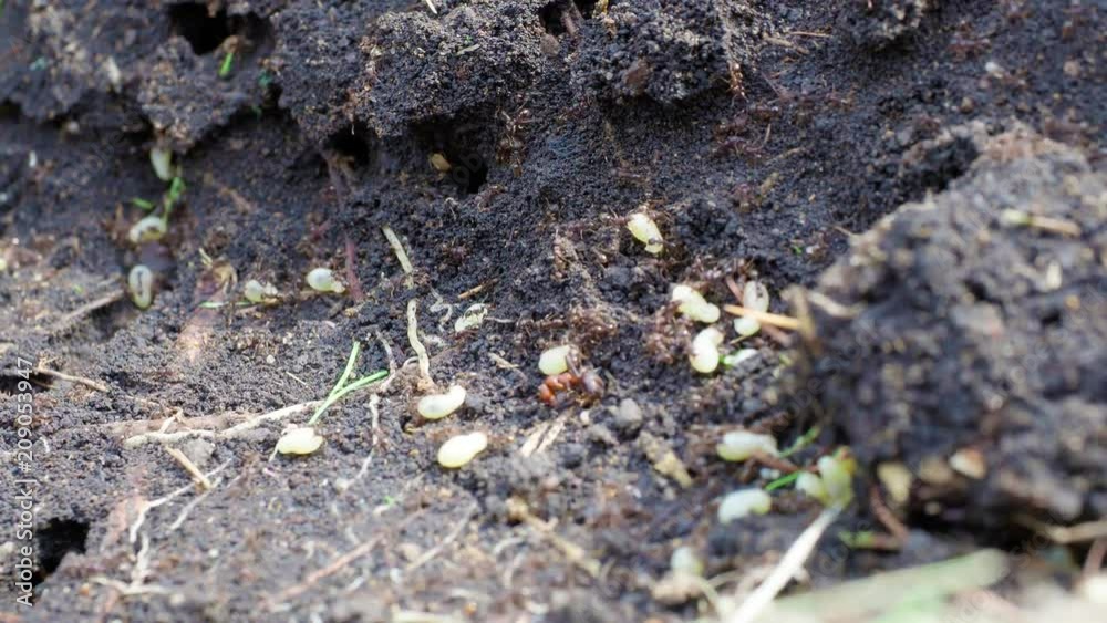 Ants crawling in the anthill. Macro. Ants on an anthill Ants crawling in the anthill. Macro. Ants on an anthill