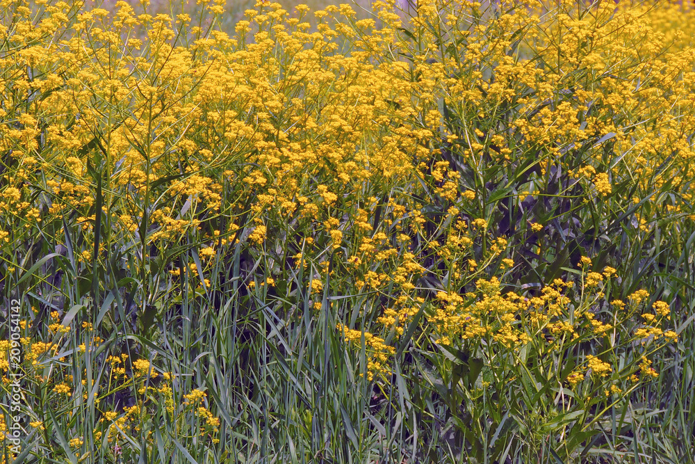 Obraz premium Young Nettle Close-up