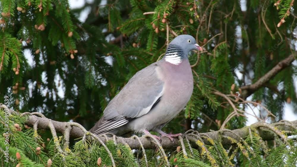 Woodpigeon sit in the tree and look, spring, (columba palumbus) Woodpigeon sit in the tree and look, spring, (columba palumbus)