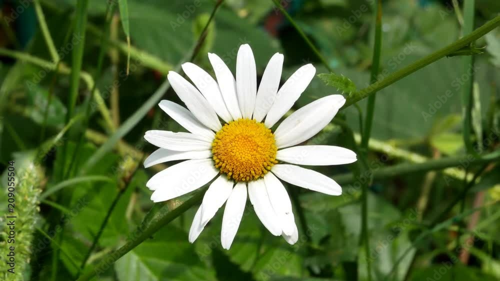 Chamomile flowers close up 4k