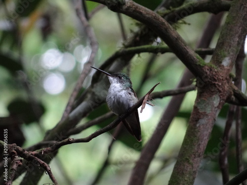 Andean Emerald-Andenamazilie-Agyrtria franciae hummingbird in Mindo cloudforest, Equador photo