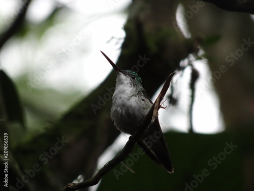 Andean Emerald-Andenamazilie-Agyrtria franciae hummingbird in Mindo cloudforest, Equador photo