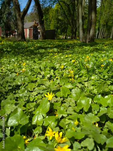 Fototapeta Naklejka Na Ścianę i Meble -  Green grass with yellow flowers in the summer park. Sunny spring forest vertical photo.