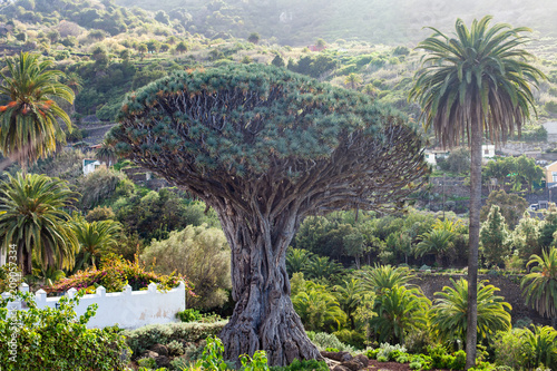 Millennial Dragon tree growing in Icod de los Vinos, Tenerife, Canary Islands, Spain