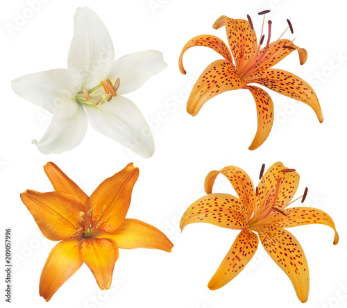 Fototapeta Naklejka Na Ścianę i Meble -  set of four lily flower blooms on white