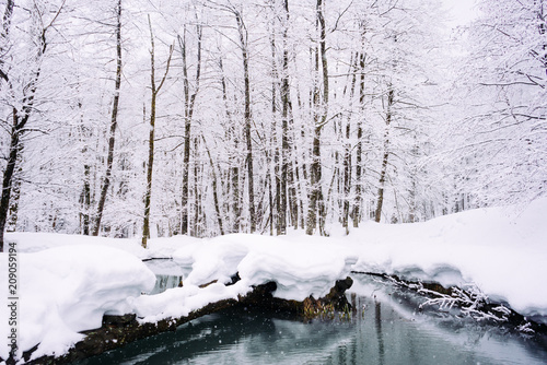 a magical winter landscape and nature, the trees in the forest are covered with white snow, frost and cold