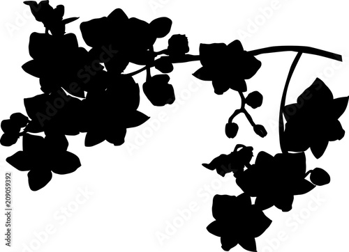 single lush orchid branch silhouette isolated on white