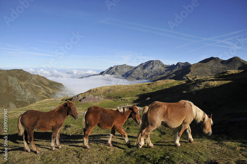 Atlantic pirineas, Bearn, national parc of the pirineas, a mare and 2 foals are walking at the Ayous pass above a misty valley photo