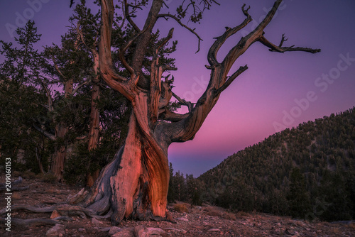 USA, California, Inyo National Forest,Ancient Bristlecone Pine Forest in the White Mountains, Millenary pines photo