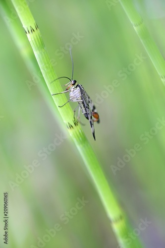 Panorpa communis, common scorpion fly
